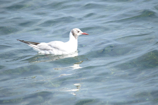Seagull swimming in the in the Adriatic Sea