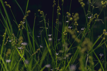green grass and tiny purple flowers in the forest
