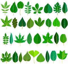 vector set of tree leaves