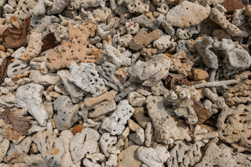 Damage and dead coral stranded on the beach.