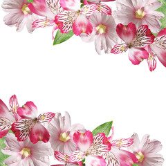 Fototapeta na wymiar Beautiful floral background of pink Alstroemeria and mallow 
