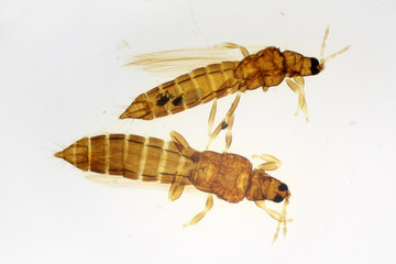 Pea thrips or Thrips meridionalis (syn. Taeniothrips meridionalis) under the microscope