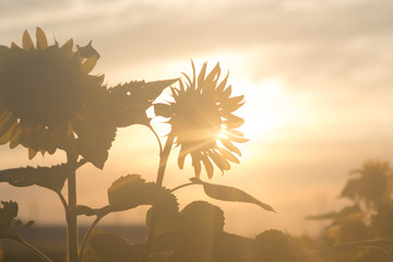 Fototapeta na wymiar Sunset Sunflower