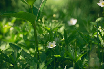 a tiny white anemone flower in the forest