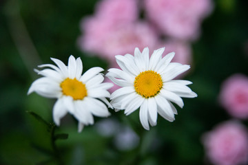 Obraz premium Daisies