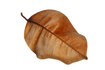  leaves with a white background