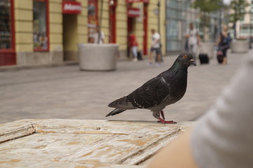 pigeon