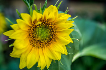 Obraz premium Sunflower