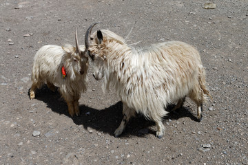 Kozy górskie © Miroslaw