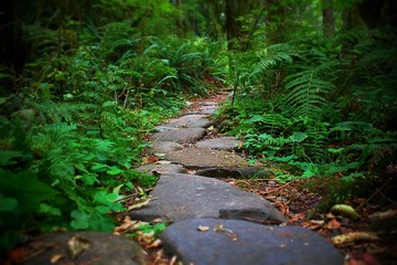 Fototapeta premium Stone Path in Forest