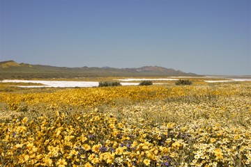 field of flowers