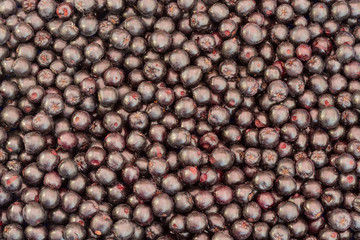 Fresh aronia berries.