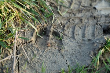 Deer footprint in the mud. Slovakia