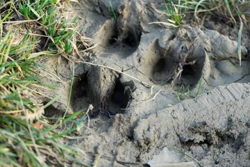 Deer footprint in the mud. Slovakia