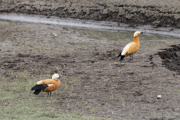 Kaczki rdzawe na wiosnę © Miroslaw
