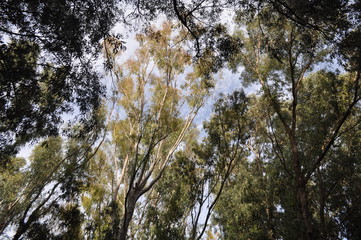 Obraz premium The beautiful footpath through the forest in Cyprus