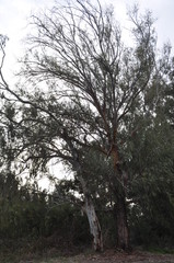 The beautiful footpath through the forest in Cyprus