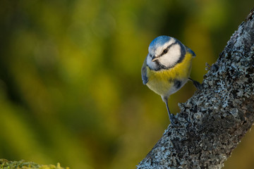 Blue Tit / Cyanistes caeruleus