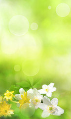 Fototapeta na wymiar Spring flowers in a green background