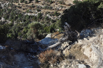 The beautiful footpath through the forest in Cyprus