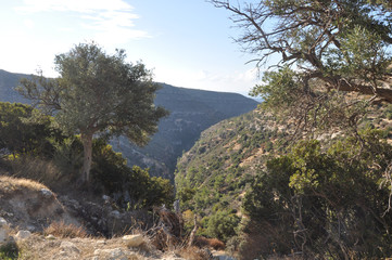 The beautiful footpath through the forest in Cyprus