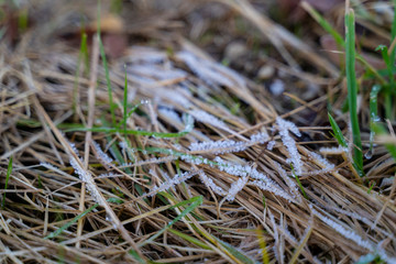 Raureif auf Gras im Winter