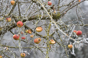 Von Vögeln angefressener, angepickter Apfel in herbstlich, winterlichen Gartenlandschaft