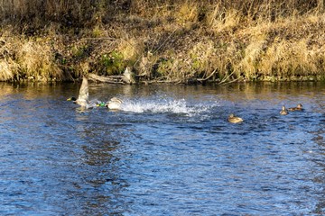 Fototapeta premium Ducks in the river. Slovakia