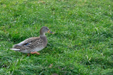 Ducks in the grass. Slovakia