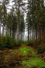 Winter rain walk in the Black Forest Germany