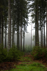 Fototapeta premium Winter rain walk in the Black Forest Germany