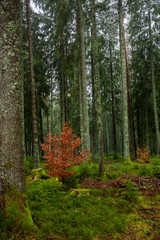 Winter rain walk in the Black Forest Germany
