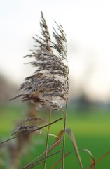 Reed at sunset 2