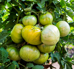 A large bunch of green tomatoes ripen on the bush