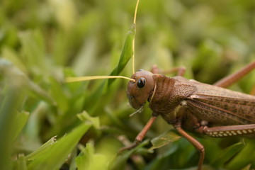 Langosta
