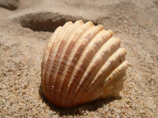 CONCHA SOLITARIA SOBRE LA ARENA DE PLAYA