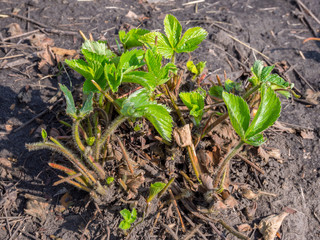 Strawberry bush prepared for wintering after pruning old shoots