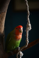 Beautiful lovebird parrot seating on branch and posing