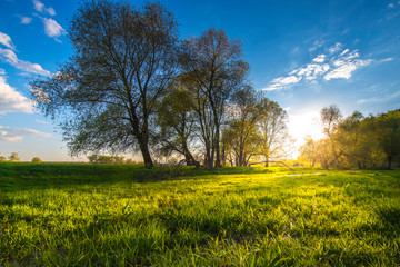 tree in field