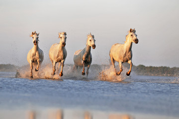 Running horses on water 