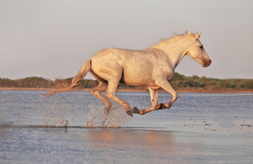 Running horses on water 