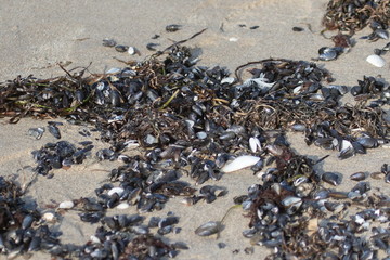 Muscheln