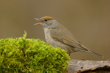Eurasian Blackcap / Sylvia atricapilla