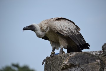 bird of prey