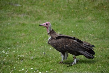 Bird of prey