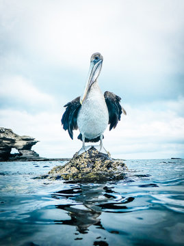 Galapagos Brown Pelican sitting on a rock in the middle of the ocean, Galapagos, Ecuador.