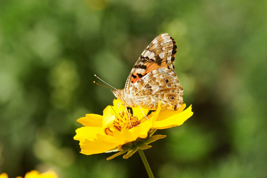butterfly