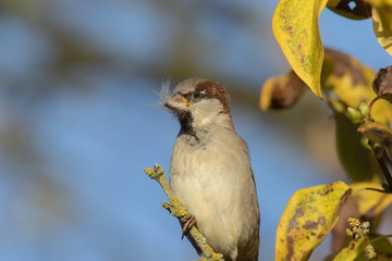 Spatz Sperling