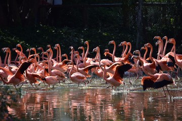 group of flamingos in water