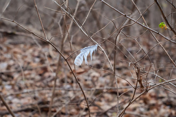 A Single Feather caught in a bush